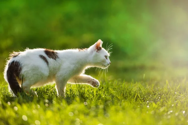 Caça Gato Jovem Prado Retroiluminado — Fotografia de Stock