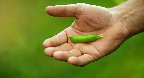 Mann Hält Frische Grüne Erbsen Der Hand — Stockfoto