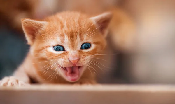 Carino Piccolo Gattino Strisce Rosse Urlando — Foto Stock