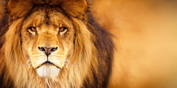 African Male Lion Headshot Looking Camera — Stock Photo, Image