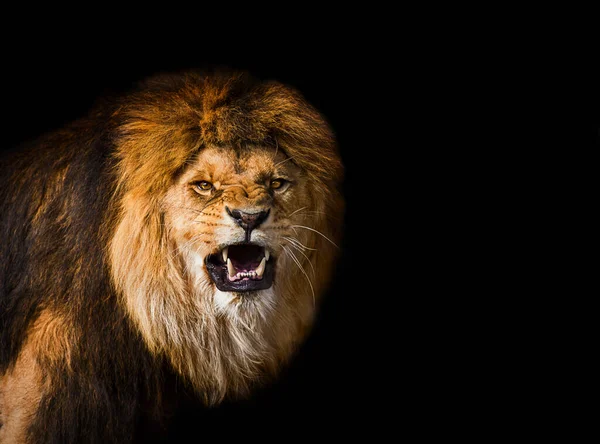 Portrait Beautiful Lion Furious Lion Dark — Stock Photo, Image