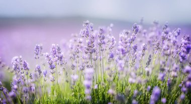 Yaz kırsalında çiçek açan lavanta tarlalarının panoramik hava manzarası, seyahat, turizm ve refah kavramları için doğal manzara