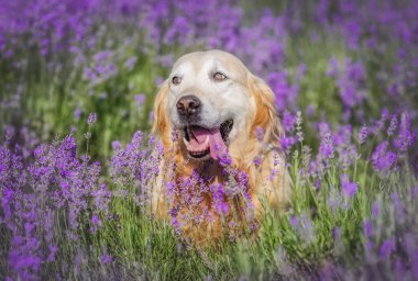 Golden retriever çiçek açan lavanta tarlasında oturuyor, gülümsüyor ve yaz havasının tadını çıkarıyor.