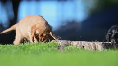 Eğlenceli ve iç açıcı yavru köpek anları. Çimenlerde oynayan şirin cocker spanyelleri sinemada ağır çekimde yakalandı.