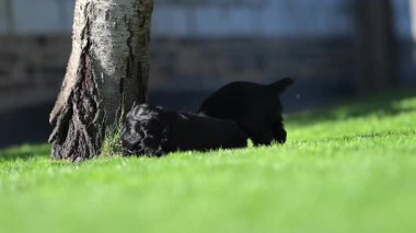 Mutlu hayvanlar doğada birbirine bağlanıyor.