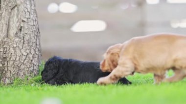 Bahçede koşan neşeli siyah ve kırmızı köpek yavruları, 4K video.