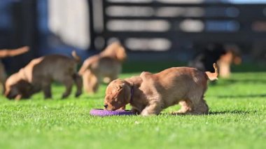 Neşeli yavrular yaz özgürlüğünün tadını çıkarıyorlar.