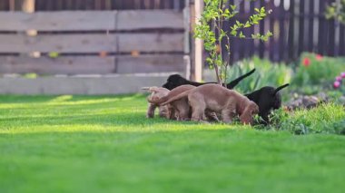 Yavaş çekimde birbirini kovalayan komik hayvanlar.