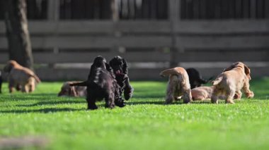 Neşeli spanyel yavruları güneşli havanın tadını çıkarıyor.