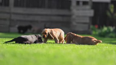 Şirin köpek yavruları yaz yeşil çimlerinde birlikte oynuyorlar.