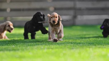Sinema yavaşlığında çekilen neşeli yavru köpek anları