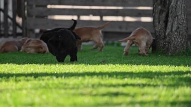 Otantik duyguları olan tüylü köpek yavruları otların üzerinde koşuyor.