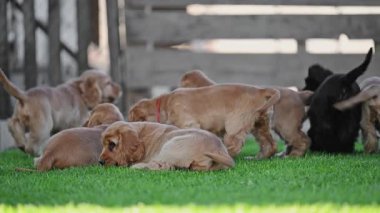 Tatlı spanyeller doğayı yavaş çekimde keşfediyorlar.
