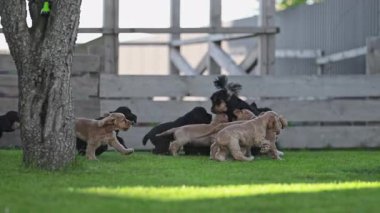 Yavru köpekler anne köpeği kovalıyor..