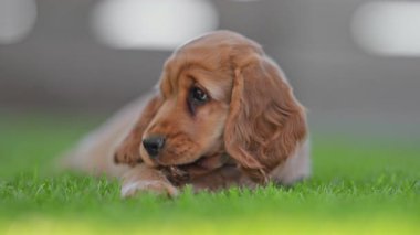 Tatlı köpek yavrusu çimenlerin üzerinde yatıyor ve sopayı neşeyle ısırıyor..