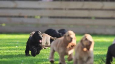 Anneciğinin peşinden koşan sevimli küçük köpekler..