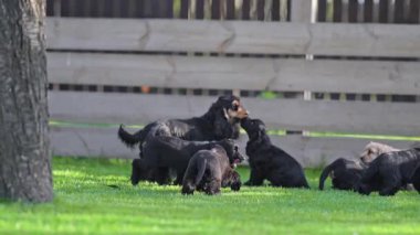 Arka bahçede koşan enerjik bir spanyel ailesi..