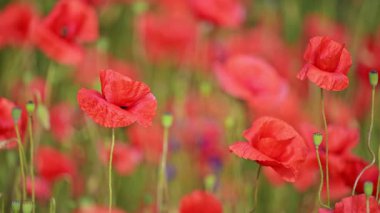 Açık mavi gökyüzünün altında parlayan kırmızı gelincikler