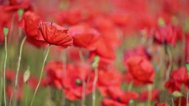Yaz meltemi altın ışıkta kırmızı gelincikleri hareket ettirir