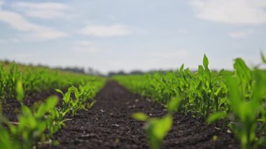 Yumuşak yaz rüzgarında dalgalanan gevrek yeşil mısır sıraları.