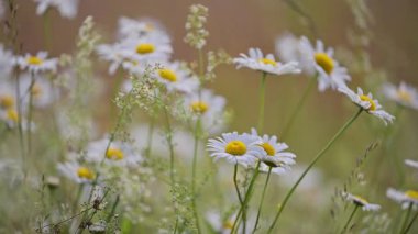 Papatya tarlası altın güneş ışığında