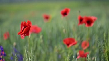 Sakin bir kırsal alanda çiçek açan gelinciklerin yavaş çekim 4K görüntüsü