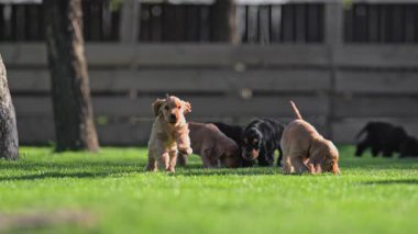 4K ağır çekimde dışarıda birlikte oynayan sevimli köpekler.