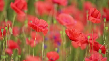 Yaz melteminde tomurcuklu gelincikler