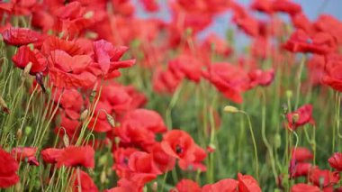 Yumuşak esintide kırmızı haşhaş tarlası