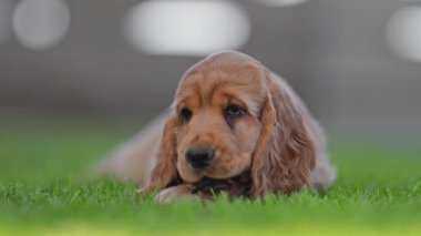 Yumuşak kırmızı spanyel köpek yavrusu bahçede güneşli günün tadını çıkarıyor..