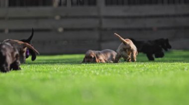 Çimenlerde oynayan komik siyah ve kırmızı köpek yavruları.