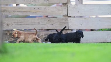 Komik köpek yavruları dışarıda ağır çekimde eğleniyorlar.