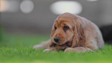 Mutlu köpek yavrusu çimenlikte çiğniyor, yavaş çekimde yakın çekim.
