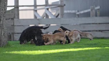 Etrafta zıplayan neşeli spanyel sürüsü.