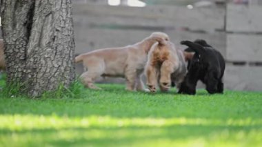 Bahçede oynayan ve koşan sevimli hayvanlar