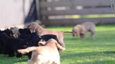 Otlakta koşan bir sürü köpek yavrusu..