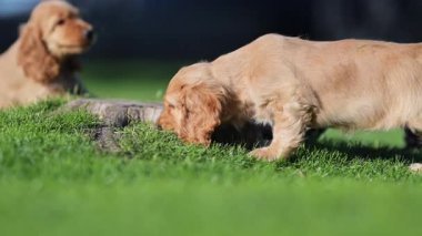 Neşeli cocker spaniel köpek yavruları bir kütüğün yanında koşuyor, zıplıyor ve birlikte oynuyorlar. Yavaş çekim hayvan yaşam tarzı videosu