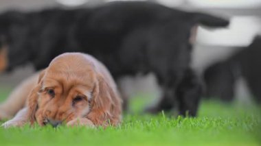 Arka bahçede gevşeyen oyuncu köpek yavrusu, sinematik yavaş çekim videosu.