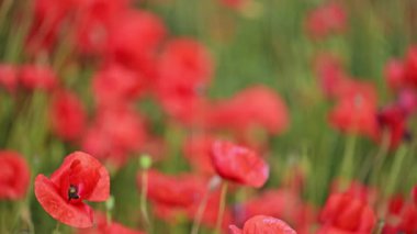 Altın güneşli gelinciklerin yavaş hareketi
