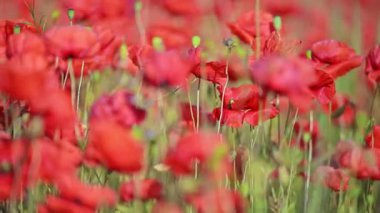 Güneşli kırmızı gelincik çiçekleri esintili bir çayırda