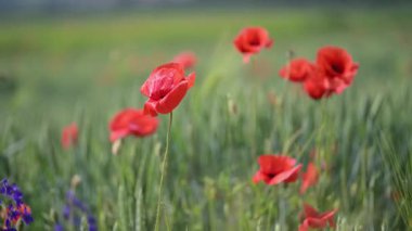 Rüzgarda hafifçe esen gelincikler ve kır çiçekleriyle dolu renkli çayır.
