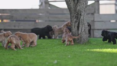 Yeşil çimlerin üzerinde sevimli, oynak köpekler..