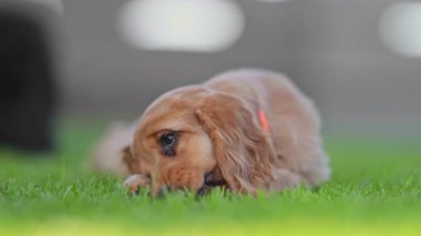 Şirin bir aile evcil hayvanı çimenlerin üzerinde uzanıp mutlu bir şekilde oynuyor..