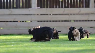 Anne spaniel aptal köpek yavrularıyla çevrili..