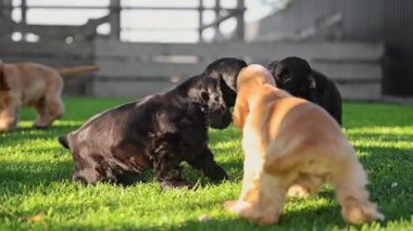 Neşeli hayat sahnesi yaratmak için eğlenceli, eğlenceli köpekler bir arada.