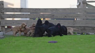 Komik köpek sürüsü anneye neşeyle saldırıyor..