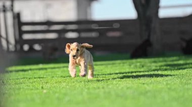 Mutlu köpekler taze çimlerde yavaş çekimde oynuyorlar.