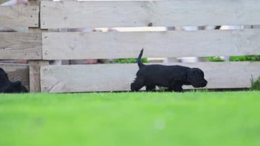 Neşeli cocker spanyel yavruları Yaz güneşinin tadını çıkarıyorlar