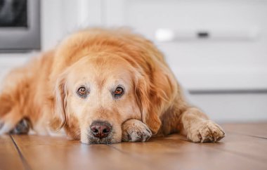 Golden retriever köpeği mutfakta huzur içinde dinleniyor. Sadakat, rahatlık ve ev hayatının sıcaklığını gösteriyor.