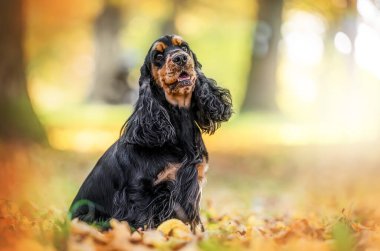 Mutlu spanyel canlı yaprakları ve neşeli duygularıyla sonbahar parkının tadını çıkarıyor..